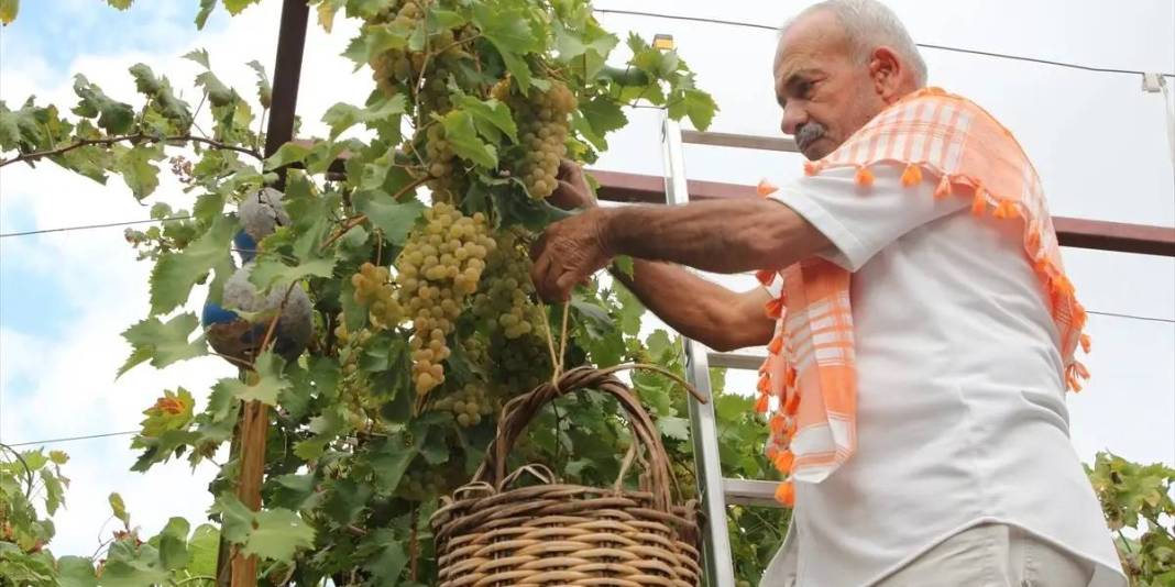 Likyalılardan günümüze uzanan lezzet! Tadı kendine has, raf ömrü uzun: 150 dönümde özenle toplanıyor 2